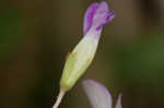 Violet woodsorrel